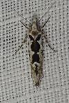 Ypsolopha sequella