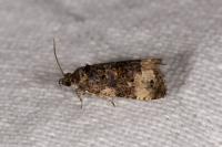Endothenia gr. gentianaeana