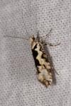Ypsolopha sequella