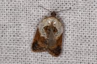 Acleris variegana