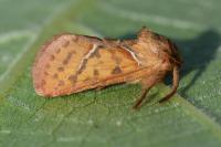 Triodia sylvina