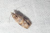 Lobesia botrana