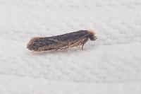 Monopis imella