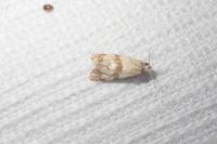 Phalonidia contractana
