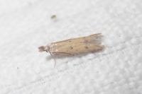 Mesophleps