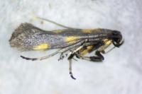 Euspilapteryx auroguttella