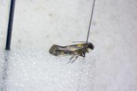 Euspilapteryx auroguttella