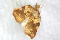 Acleris rhombana