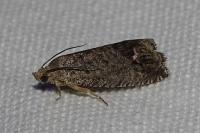 Cydia splendana