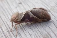 Triodia sylvina