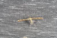 Adaina microdactyla