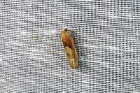 Eucosma