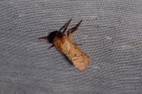Triodia sylvina