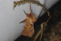 Triodia sylvina