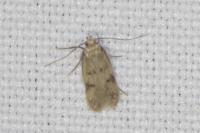 Borkhausenia