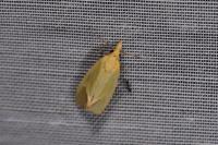 Agapeta hamana