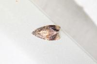 Ditula angustiorana
