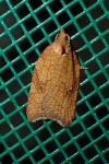 Acleris rhombana