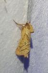 Triodia sylvina