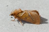 Triodia sylvina