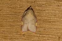 Carcina quercana