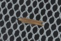 Batrachedra parvulipunctella