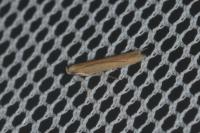 Batrachedra parvulipunctella