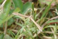 Stenoptilia