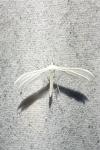 Pterophorus pentadactylus