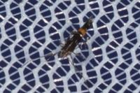 Cosmopterix pulchrimella
