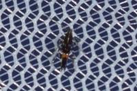 Cosmopterix pulchrimella
