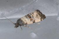 Cochylichroa atricapitana