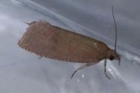 Celypha rosaceana