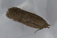 Bryotropha terrella