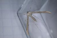 Emmelina monodactyla