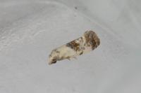 Neocochylis hybridella