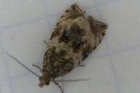 Celypha lacunana