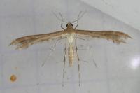 Oxyptilus