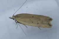 Dichomeris limosella