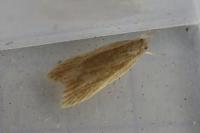 Helcystogramma rufescens