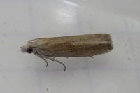 Eucosma obumbratana