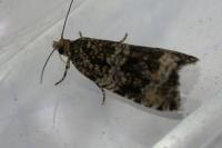 Celypha lacunana