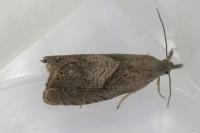 Dichrorampha simpliciana