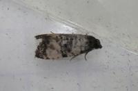 Cochylichroa atricapitana