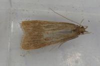 Helcystogramma rufescens