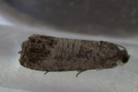 Cydia pomonella
