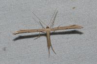 Emmelina monodactyla