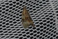 Celypha lacunana