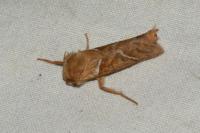 Triodia sylvina