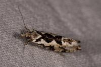 Ypsolopha sequella